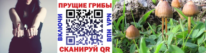 наркотики  Шатура  мориарти состав  Псилоцибиновые грибы мухоморы 